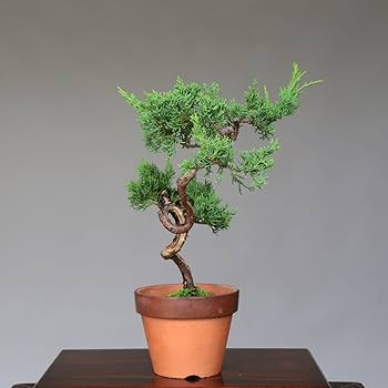 井*誠様 小品盆栽　真柏　文人木 acced07144106eca5d08093fc3dc1a